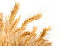 Wheat Seeds