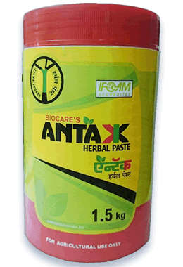 Antok Herbal Paste