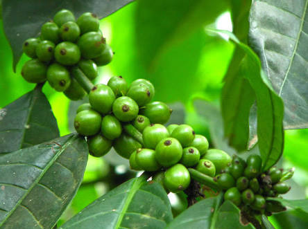 Green Coffee Beans