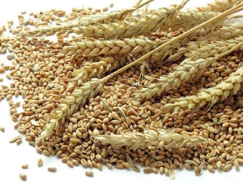 Health Ok Organic Wheat Seeds