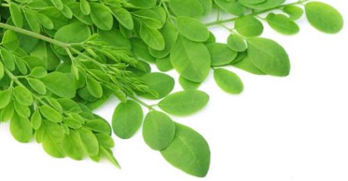 Moringa Leaves