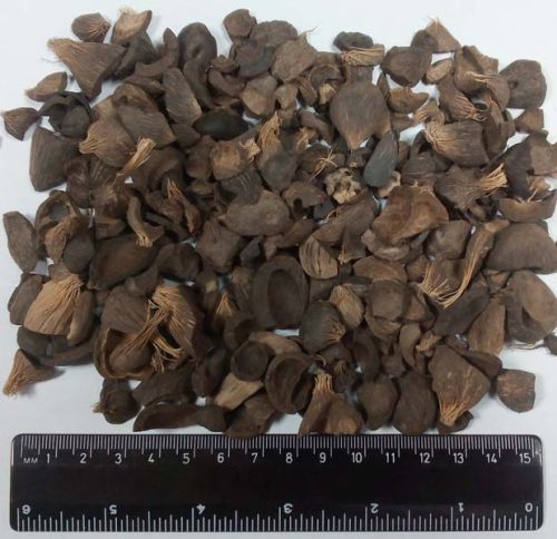 Palm Kernel Shells