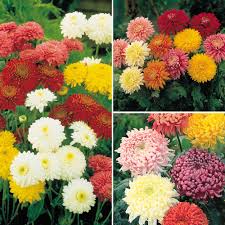 Chrysanthemums Flower