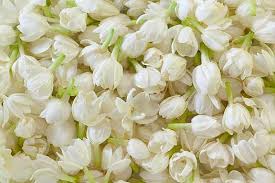 Jasmine Flowers