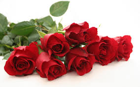 Rose Flower, For Decoration, Gifting, Color : Red