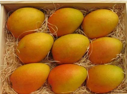 Fresh Banganapalli Mango