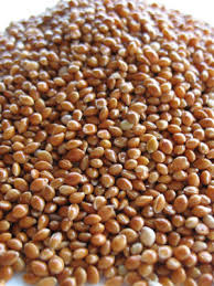 Proso Millet Seeds