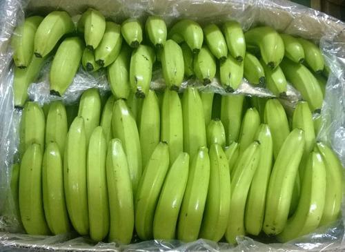 Fresh Green Cavendish Banana