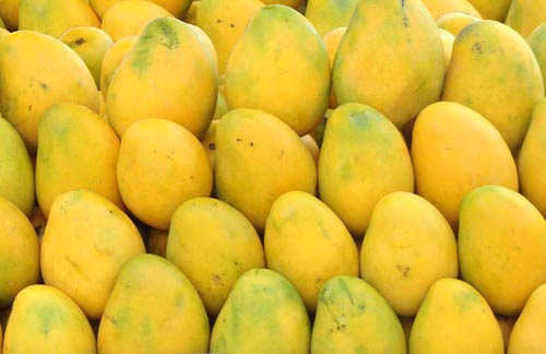 Fresh Mango,fresh Mango