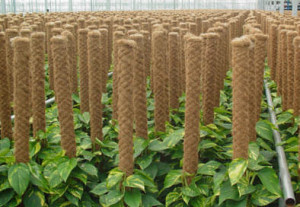 Coconut Peat Coco Poles, Size : 5 Feet