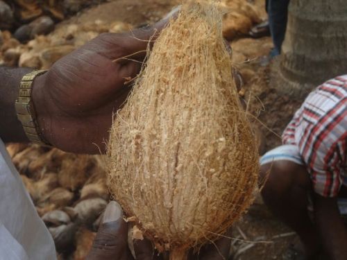 Organic 90% Semi Husked Coconuts