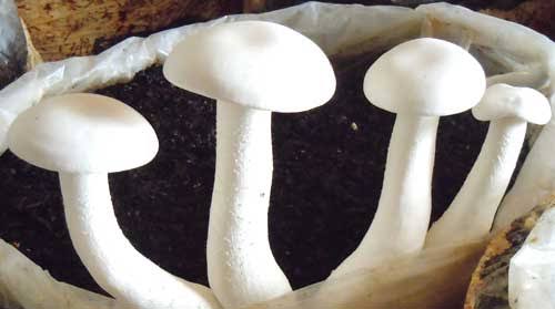 Organic Fresh Milky Mushrooms, For Cooking, Packaging Type : Guny Bag, Plastic Bag