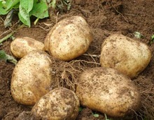 Potatoes, Packaging Size : 5-25kg