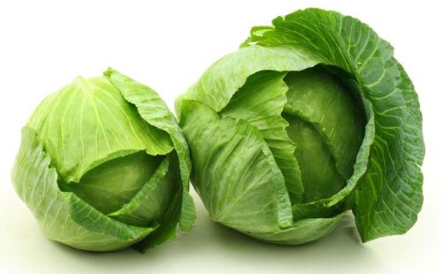 Fresh Cabbage