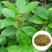 Gymnema Sylvestre Leaves