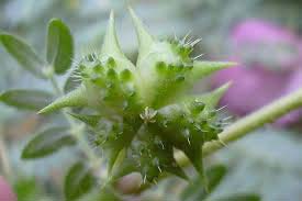 Tribulus Terrestris