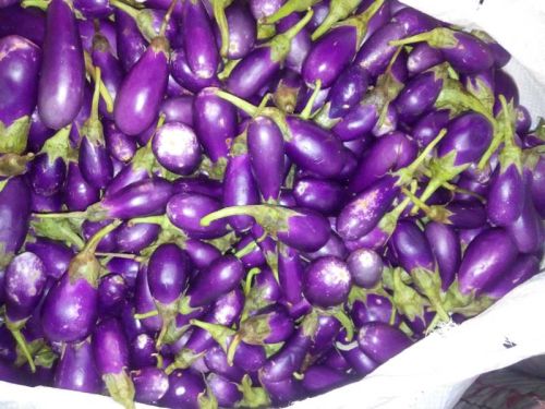 Fresh Brinjal, Color : Purple