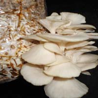 Fresh Oyster Mushrooms