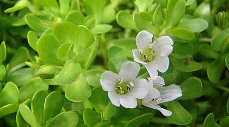 Bacopa Monnieri Extract