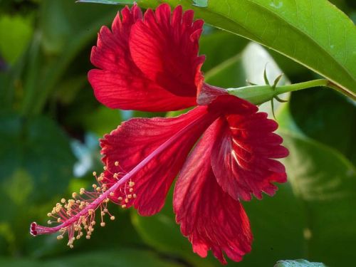 Hibiscus Flowers