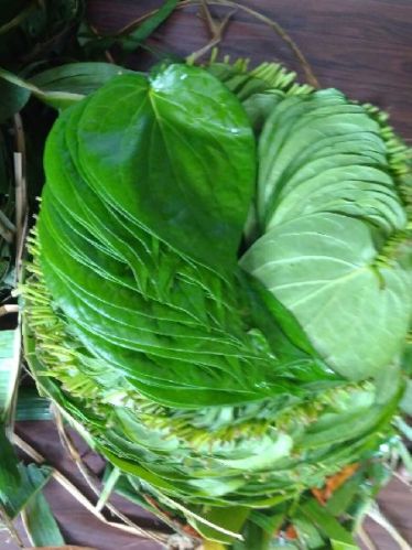 Betel leaves