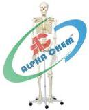 Human Skeleton Model