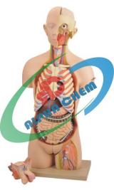 Human Torso With Interchangeable