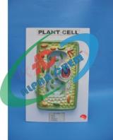 Typical Plant Cell