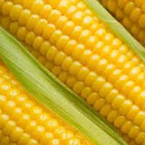 Yellow Corn