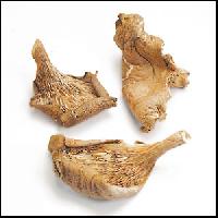 Oyster Dry Mushroom, Quality Available : A Grade