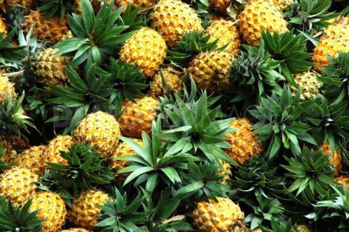 Fresh Pineapple