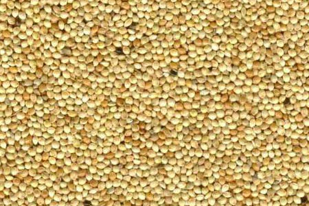 Millet Seeds