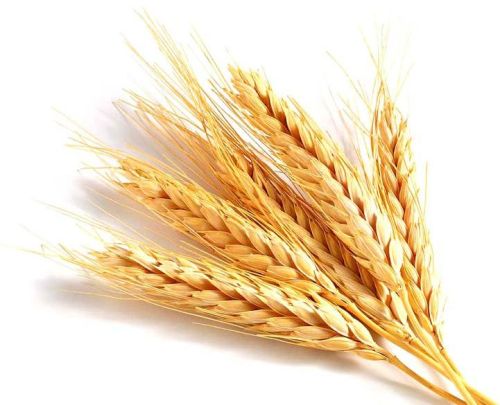 Wheat seeds, Packaging Size : 50-100kg