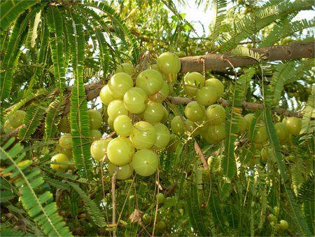 Common Organic Indian Gooseberry, Packaging Type : Carton, Gunny Bag, Jute Bag, Net Bag, Plastic Bag