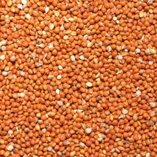 Millet, Packaging Type : Plastic Bag