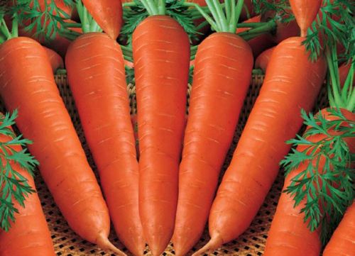 Fresh Carrots, Packaging Type : Red