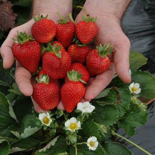 Strawberry Fruit