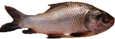 Rohu Fish