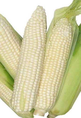White Maize