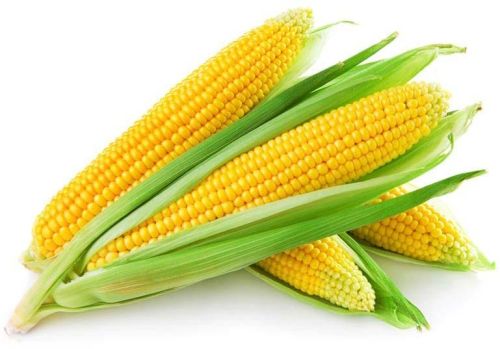 Yellow maize, Processing Type : Fine Processed