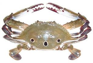 Three-spotted Crab