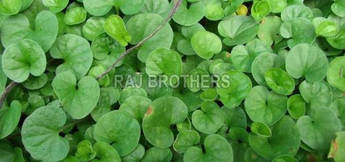 Centella Asiatica