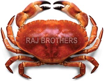 Frozen Red Crab