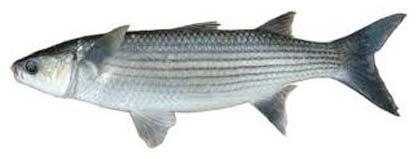 Grey Mullet Fish