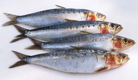 Sardine Fish