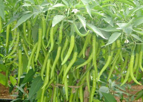Fresh green chilli, Quality Available : A Grade