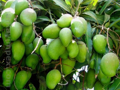 Fresh Green Mango