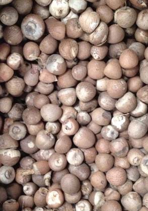 Betel nuts, Storage : Cool And Dry Place