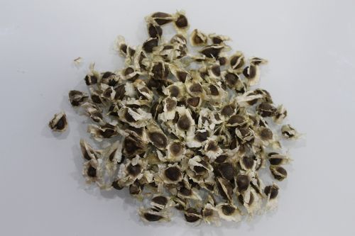 Moringa Seeds