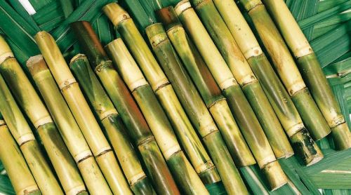 Organic Sugar Cane Sticks, For Ice Cream, Sweets, Packaging Type : Plastic Packet